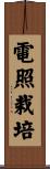 電照栽培 Scroll