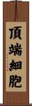 頂端細胞 Scroll