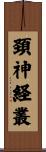 頚神経叢 Scroll