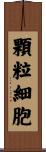 顆粒細胞 Scroll