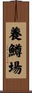 養鱒場 Scroll