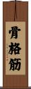 骨格筋 Scroll