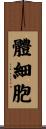 體細胞 Scroll