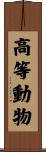 高等動物 Scroll