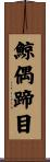 鯨偶蹄目 Scroll