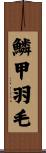 鱗甲羽毛 Scroll