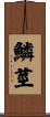 鱗莖 Scroll