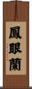 鳳眼蘭 Scroll