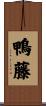 鴨藤 Scroll
