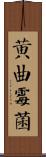 黃曲霉菌 Scroll