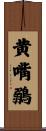黄嘴鶸 Scroll