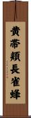 黄帯頬長雀蜂 Scroll