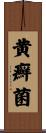 黄癬菌 Scroll