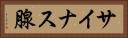 サイナス腺 Horizontal Portrait