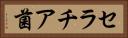 セラチア菌 Horizontal Portrait