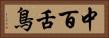中百舌鳥 Horizontal Portrait