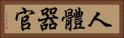 人體器官 Horizontal Portrait