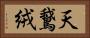 天鵞絨 Horizontal Portrait
