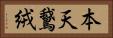 本天鵞絨 Horizontal Portrait