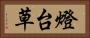 燈台草 Horizontal Portrait