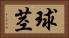 球茎 Horizontal Portrait