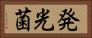 発光菌 Horizontal Portrait