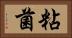 粘菌 Horizontal Portrait