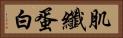 肌纖蛋白 Horizontal Portrait