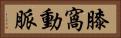 膝窩動脈 Horizontal Portrait