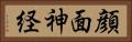 顔面神経 Horizontal Portrait