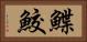 鰈鮫 Horizontal Portrait