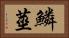 鱗莖 Horizontal Portrait