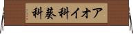 アオイ科 Horizontal Wall Scroll