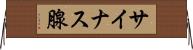 サイナス腺 Horizontal Wall Scroll