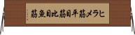 ヒラメ筋 Horizontal Wall Scroll