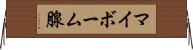 マイボーム腺 Horizontal Wall Scroll