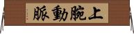 上腕動脈 Horizontal Wall Scroll