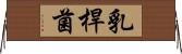 乳桿菌 Horizontal Wall Scroll