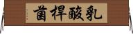 乳酸桿菌 Horizontal Wall Scroll
