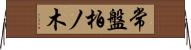 常盤柏ノ木 Horizontal Wall Scroll