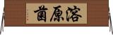 溶原菌 Horizontal Wall Scroll