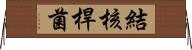 結核桿菌 Horizontal Wall Scroll