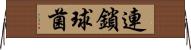 連鎖球菌 Horizontal Wall Scroll