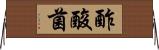 酢酸菌 Horizontal Wall Scroll