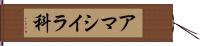 アマシイラ科 Hand Scroll