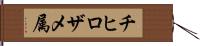 チヒロザメ属 Hand Scroll