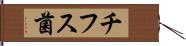 チフス菌 Hand Scroll