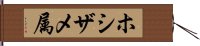 ホシザメ属 Hand Scroll