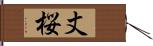 丈桜 Hand Scroll