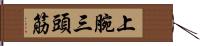 上腕三頭筋 Hand Scroll